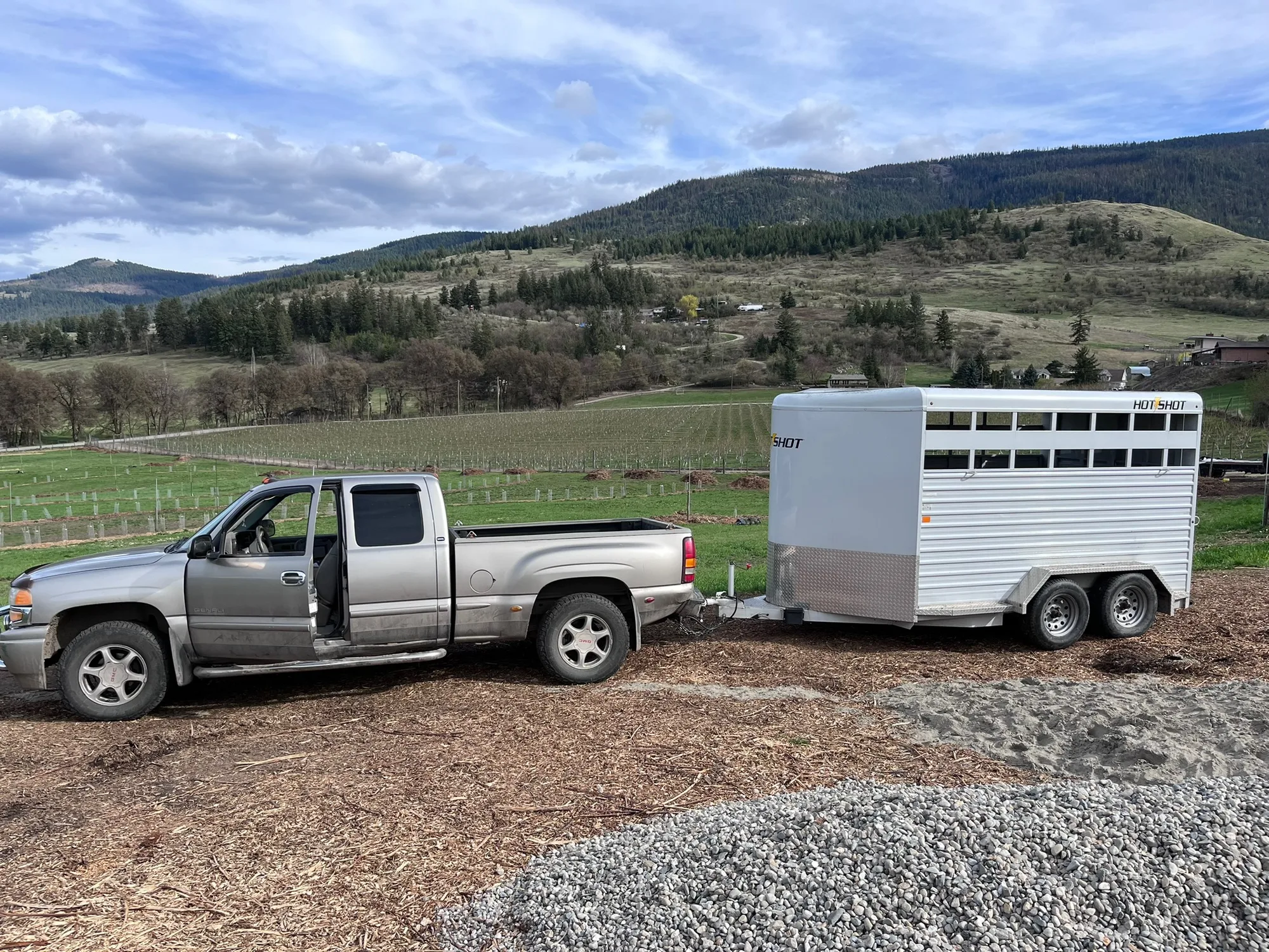 Pigs’ on their way to processing